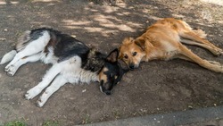 На Ставрополье разработают проект поправок в федеральный закон об обращении с безнадзорными животными